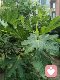 宇凡晨起愚钝，执念辩理，言语莽撞伤了姐姐禅心，让敬爱之人含泪，是我今日最大过错。
姐姐秉儒韵诗书育人，温润慈悲、如水中禅、镜中月；我循道家阴阳平衡，执念左右脑圆融成长。儒道本无争，只是我执太重、口不择言。
常年烟酒随性、肆意江湖，看似洒脱，实则耗身、负人。
今立雨中立誓：
戒烟火、敛轻狂、修身心。
为姐姐三子、为我一双儿女，五个孩子立榜样；
补姐夫未完成的自律，不负亲人期盼、不负世人相待。
雨洗尘心，知错即改。
愿我姐诗书常伴，眉眼温柔，岁岁安然、日日盛放🌿配图