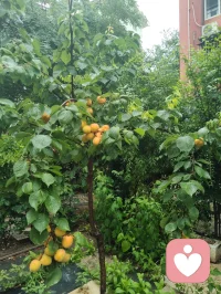 津门暖心记事·雨中行善遇杏酱！
细雨漫洒津门街巷，中午陪外甥女练琴过后下楼沐雨赏花，偶遇雨中遇险跌倒的古稀老者，出手挪车搀扶、细心诊察身体，凭经验辨出老人潜藏心疾与消渴旧症，辅以融合儒释道底蕴的静心乐曲安神，温淡蜜水缓养身形。闲谈间叮嘱二老调整运动喜好，引荐身旁修习中华无极功的长者调理身心，知晓老伴是音乐教授，当场提笔写词编曲，用音律纾解失眠烦忧。二老执意赠礼酬谢，钱财烟酒悉数婉辞，只收下老人亲手熬煮的杏子酱——初夏门前鲜杏手工熬制，酸甜藏着邻里温情。一杯西湖毛尖入喉，闲谈清欢岁月，临别赠福寿祈愿，行善不求回报，得一碗自制果酱作馈，便是凡尘里最温润的福报。配图