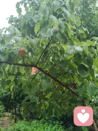 津门暖心记事·雨中行善遇杏酱！
细雨漫洒津门街巷，中午陪外甥女练琴过后下楼沐雨赏花，偶遇雨中遇险跌倒的古稀老者，出手挪车搀扶、细心诊察身体，凭经验辨出老人潜藏心疾与消渴旧症，辅以融合儒释道底蕴的静心乐曲安神，温淡蜜水缓养身形。闲谈间叮嘱二老调整运动喜好，引荐身旁修习中华无极功的长者调理身心，知晓老伴是音乐教授，当场提笔写词编曲，用音律纾解失眠烦忧。二老执意赠礼酬谢，钱财烟酒悉数婉辞，只收下老人亲手熬煮的杏子酱——初夏门前鲜杏手工熬制，酸甜藏着邻里温情。一杯西湖毛尖入喉，闲谈清欢岁月，临别赠福寿祈愿，行善不求回报，得一碗自制果酱作馈，便是凡尘里最温润的福报。配图