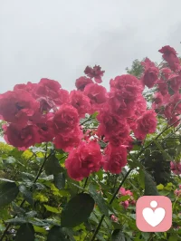 津门暖心记事·雨中行善遇杏酱！
细雨漫洒津门街巷，中午陪外甥女练琴过后下楼沐雨赏花，偶遇雨中遇险跌倒的古稀老者，出手挪车搀扶、细心诊察身体，凭经验辨出老人潜藏心疾与消渴旧症，辅以融合儒释道底蕴的静心乐曲安神，温淡蜜水缓养身形。闲谈间叮嘱二老调整运动喜好，引荐身旁修习中华无极功的长者调理身心，知晓老伴是音乐教授，当场提笔写词编曲，用音律纾解失眠烦忧。二老执意赠礼酬谢，钱财烟酒悉数婉辞，只收下老人亲手熬煮的杏子酱——初夏门前鲜杏手工熬制，酸甜藏着邻里温情。一杯西湖毛尖入喉，闲谈清欢岁月，临别赠福寿祈愿，行善不求回报，得一碗自制果酱作馈，便是凡尘里最温润的福报。配图