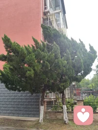 津门暖心记事·雨中行善遇杏酱！
细雨漫洒津门街巷，中午陪外甥女练琴过后下楼沐雨赏花，偶遇雨中遇险跌倒的古稀老者，出手挪车搀扶、细心诊察身体，凭经验辨出老人潜藏心疾与消渴旧症，辅以融合儒释道底蕴的静心乐曲安神，温淡蜜水缓养身形。闲谈间叮嘱二老调整运动喜好，引荐身旁修习中华无极功的长者调理身心，知晓老伴是音乐教授，当场提笔写词编曲，用音律纾解失眠烦忧。二老执意赠礼酬谢，钱财烟酒悉数婉辞，只收下老人亲手熬煮的杏子酱——初夏门前鲜杏手工熬制，酸甜藏着邻里温情。一杯西湖毛尖入喉，闲谈清欢岁月，临别赠福寿祈愿，行善不求回报，得一碗自制果酱作馈，便是凡尘里最温润的福报。配图
