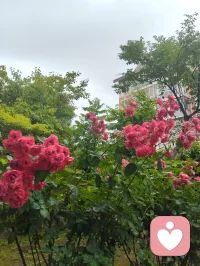 津门暖心记事·雨中行善遇杏酱！
细雨漫洒津门街巷，中午陪外甥女练琴过后下楼沐雨赏花，偶遇雨中遇险跌倒的古稀老者，出手挪车搀扶、细心诊察身体，凭经验辨出老人潜藏心疾与消渴旧症，辅以融合儒释道底蕴的静心乐曲安神，温淡蜜水缓养身形。闲谈间叮嘱二老调整运动喜好，引荐身旁修习中华无极功的长者调理身心，知晓老伴是音乐教授，当场提笔写词编曲，用音律纾解失眠烦忧。二老执意赠礼酬谢，钱财烟酒悉数婉辞，只收下老人亲手熬煮的杏子酱——初夏门前鲜杏手工熬制，酸甜藏着邻里温情。一杯西湖毛尖入喉，闲谈清欢岁月，临别赠福寿祈愿，行善不求回报，得一碗自制果酱作馈，便是凡尘里最温润的福报。配图