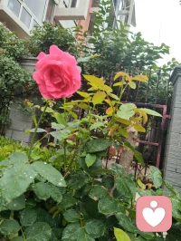 雨后津门，天地落无根天水，洗尘埃落定、润草木含灵，亦涤荡俗世人心。宇凡闲来雨中漫步，偶遇乡邻老者施以援手，原是举手之劳，不曾图分毫回报。老人家执意相谢，盛情难却收下一罐亲手慢熬的鲜杏酱，一盏西湖毛尖闲话家常。酸甜果酱入喉，满口皆是市井烟火的温软。世人总以为行善是施舍旁人，实则不然：帮人脱困，是尘世赠予我积攒福报的机缘，救人暖心，便是浮屠修行。恪守宇凡三我本心：本我存少年热血，见难处便心生恻隐；真我执济世求真，愿以微光宽慰凡尘；无我怀太虚智慧，看淡得失功利。三我相融归一，不求名利、不贪酬谢，只愿点滴善意落于烟火里，唤醒世间善心，岁岁人间温良！配图