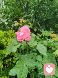 雨后津门，天地落无根天水，洗尘埃落定、润草木含灵，亦涤荡俗世人心。宇凡闲来雨中漫步，偶遇乡邻老者施以援手，原是举手之劳，不曾图分毫回报。老人家执意相谢，盛情难却收下一罐亲手慢熬的鲜杏酱，一盏西湖毛尖闲话家常。酸甜果酱入喉，满口皆是市井烟火的温软。世人总以为行善是施舍旁人，实则不然：帮人脱困，是尘世赠予我积攒福报的机缘，救人暖心，便是浮屠修行。恪守宇凡三我本心：本我存少年热血，见难处便心生恻隐；真我执济世求真，愿以微光宽慰凡尘；无我怀太虚智慧，看淡得失功利。三我相融归一，不求名利、不贪酬谢，只愿点滴善意落于烟火里，唤醒世间善心，岁岁人间温良！配图