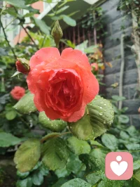 雨后津门，天地落无根天水，洗尘埃落定、润草木含灵，亦涤荡俗世人心。宇凡闲来雨中漫步，偶遇乡邻老者施以援手，原是举手之劳，不曾图分毫回报。老人家执意相谢，盛情难却收下一罐亲手慢熬的鲜杏酱，一盏西湖毛尖闲话家常。酸甜果酱入喉，满口皆是市井烟火的温软。世人总以为行善是施舍旁人，实则不然：帮人脱困，是尘世赠予我积攒福报的机缘，救人暖心，便是浮屠修行。恪守宇凡三我本心：本我存少年热血，见难处便心生恻隐；真我执济世求真，愿以微光宽慰凡尘；无我怀太虚智慧，看淡得失功利。三我相融归一，不求名利、不贪酬谢，只愿点滴善意落于烟火里，唤醒世间善心，岁岁人间温良！配图