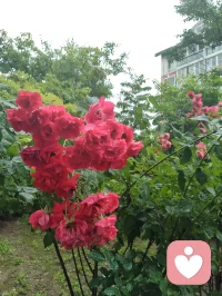 雨后津门，天地落无根天水，洗尘埃落定、润草木含灵，亦涤荡俗世人心。宇凡闲来雨中漫步，偶遇乡邻老者施以援手，原是举手之劳，不曾图分毫回报。老人家执意相谢，盛情难却收下一罐亲手慢熬的鲜杏酱，一盏西湖毛尖闲话家常。酸甜果酱入喉，满口皆是市井烟火的温软。世人总以为行善是施舍旁人，实则不然：帮人脱困，是尘世赠予我积攒福报的机缘，救人暖心，便是浮屠修行。恪守宇凡三我本心：本我存少年热血，见难处便心生恻隐；真我执济世求真，愿以微光宽慰凡尘；无我怀太虚智慧，看淡得失功利。三我相融归一，不求名利、不贪酬谢，只愿点滴善意落于烟火里，唤醒世间善心，岁岁人间温良！配图