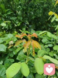 雨后津门，天地落无根天水，洗尘埃落定、润草木含灵，亦涤荡俗世人心。宇凡闲来雨中漫步，偶遇乡邻老者施以援手，原是举手之劳，不曾图分毫回报。老人家执意相谢，盛情难却收下一罐亲手慢熬的鲜杏酱，一盏西湖毛尖闲话家常。酸甜果酱入喉，满口皆是市井烟火的温软。世人总以为行善是施舍旁人，实则不然：帮人脱困，是尘世赠予我积攒福报的机缘，救人暖心，便是浮屠修行。恪守宇凡三我本心：本我存少年热血，见难处便心生恻隐；真我执济世求真，愿以微光宽慰凡尘；无我怀太虚智慧，看淡得失功利。三我相融归一，不求名利、不贪酬谢，只愿点滴善意落于烟火里，唤醒世间善心，岁岁人间温良！配图