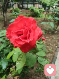 雨后津门，天地落无根天水，洗尘埃落定、润草木含灵，亦涤荡俗世人心。宇凡闲来雨中漫步，偶遇乡邻老者施以援手，原是举手之劳，不曾图分毫回报。老人家执意相谢，盛情难却收下一罐亲手慢熬的鲜杏酱，一盏西湖毛尖闲话家常。酸甜果酱入喉，满口皆是市井烟火的温软。世人总以为行善是施舍旁人，实则不然：帮人脱困，是尘世赠予我积攒福报的机缘，救人暖心，便是浮屠修行。恪守宇凡三我本心：本我存少年热血，见难处便心生恻隐；真我执济世求真，愿以微光宽慰凡尘；无我怀太虚智慧，看淡得失功利。三我相融归一，不求名利、不贪酬谢，只愿点滴善意落于烟火里，唤醒世间善心，岁岁人间温良！配图