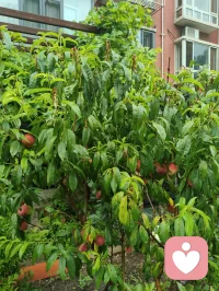 雨后津门，天地落无根天水，洗尘埃落定、润草木含灵，亦涤荡俗世人心。宇凡闲来雨中漫步，偶遇乡邻老者施以援手，原是举手之劳，不曾图分毫回报。老人家执意相谢，盛情难却收下一罐亲手慢熬的鲜杏酱，一盏西湖毛尖闲话家常。酸甜果酱入喉，满口皆是市井烟火的温软。世人总以为行善是施舍旁人，实则不然：帮人脱困，是尘世赠予我积攒福报的机缘，救人暖心，便是浮屠修行。恪守宇凡三我本心：本我存少年热血，见难处便心生恻隐；真我执济世求真，愿以微光宽慰凡尘；无我怀太虚智慧，看淡得失功利。三我相融归一，不求名利、不贪酬谢，只愿点滴善意落于烟火里，唤醒世间善心，岁岁人间温良！配图
