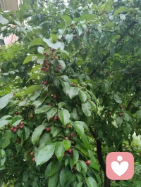 雨后津门，天地落无根天水，洗尘埃落定、润草木含灵，亦涤荡俗世人心。宇凡闲来雨中漫步，偶遇乡邻老者施以援手，原是举手之劳，不曾图分毫回报。老人家执意相谢，盛情难却收下一罐亲手慢熬的鲜杏酱，一盏西湖毛尖闲话家常。酸甜果酱入喉，满口皆是市井烟火的温软。世人总以为行善是施舍旁人，实则不然：帮人脱困，是尘世赠予我积攒福报的机缘，救人暖心，便是浮屠修行。恪守宇凡三我本心：本我存少年热血，见难处便心生恻隐；真我执济世求真，愿以微光宽慰凡尘；无我怀太虚智慧，看淡得失功利。三我相融归一，不求名利、不贪酬谢，只愿点滴善意落于烟火里，唤醒世间善心，岁岁人间温良！配图