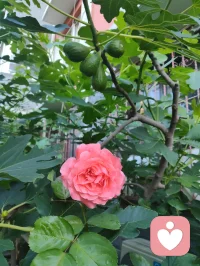 光终会洒在你身上，你也会灿烂一场！配图