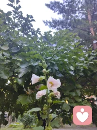 光终会洒在你身上，你也会灿烂一场！配图