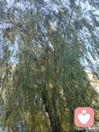 新送别·辞荆门
 
古驿翻作荆江渡口，
天风漫拂千堤烟柳。
心和弘一尘外清奏，
落霞尽染云边层楼。
 
半生行迹随缘聚友，
浮世奔波一任春秋。
素茗澄怀不贪杯酒，
拂衣远去，笑看流年自在行舟。
 
何须怅望何时重聚首，
往来聚散皆是天由。
此别尘途亦是归休，
心牵稚子，神契前贤，天地同游。配图