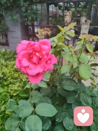 护花令赠祖国少年
 
曾披甲执锐守家国山河，
今卸甲为灯护少年清荷。
曾护他们的父母安于烟火，
今为他们撑一片无雨的角落。
 
不必让稚嫩的肩，扛大人的错，
不必让清澈的眼，染俗世的浊。
少年是花，是初升的朝阳，
是民族的根，是未来的脉搏。
 
我以倾听为盾，以温柔为锁，
护你心事，护你忐忑，护你少年的梦不被磨。
愿你只管向阳生长，不必怕风雨滂沱，
我在你身后，做你永远的、不熄的灯火。
待你长成参天大树，撑起自己的天地轮廓，
再回头，你会看见，我们曾守着你，从尘埃里开出花朵。配图