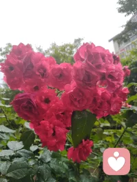 护花令赠祖国少年
 
曾披甲执锐守家国山河，
今卸甲为灯护少年清荷。
曾护他们的父母安于烟火，
今为他们撑一片无雨的角落。
 
不必让稚嫩的肩，扛大人的错，
不必让清澈的眼，染俗世的浊。
少年是花，是初升的朝阳，
是民族的根，是未来的脉搏。
 
我以倾听为盾，以温柔为锁，
护你心事，护你忐忑，护你少年的梦不被磨。
愿你只管向阳生长，不必怕风雨滂沱，
我在你身后，做你永远的、不熄的灯火。
待你长成参天大树，撑起自己的天地轮廓，
再回头，你会看见，我们曾守着你，从尘埃里开出花朵。配图