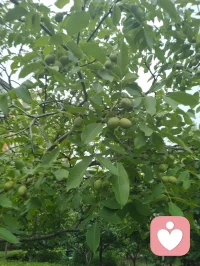 护花令赠祖国少年
 
曾披甲执锐守家国山河，
今卸甲为灯护少年清荷。
曾护他们的父母安于烟火，
今为他们撑一片无雨的角落。
 
不必让稚嫩的肩，扛大人的错，
不必让清澈的眼，染俗世的浊。
少年是花，是初升的朝阳，
是民族的根，是未来的脉搏。
 
我以倾听为盾，以温柔为锁，
护你心事，护你忐忑，护你少年的梦不被磨。
愿你只管向阳生长，不必怕风雨滂沱，
我在你身后，做你永远的、不熄的灯火。
待你长成参天大树，撑起自己的天地轮廓，
再回头，你会看见，我们曾守着你，从尘埃里开出花朵。配图