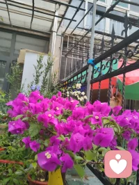 护花令赠祖国少年
 
曾披甲执锐守家国山河，
今卸甲为灯护少年清荷。
曾护他们的父母安于烟火，
今为他们撑一片无雨的角落。
 
不必让稚嫩的肩，扛大人的错，
不必让清澈的眼，染俗世的浊。
少年是花，是初升的朝阳，
是民族的根，是未来的脉搏。
 
我以倾听为盾，以温柔为锁，
护你心事，护你忐忑，护你少年的梦不被磨。
愿你只管向阳生长，不必怕风雨滂沱，
我在你身后，做你永远的、不熄的灯火。
待你长成参天大树，撑起自己的天地轮廓，
再回头，你会看见，我们曾守着你，从尘埃里开出花朵。配图