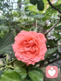 疲极归静，道境升维。
 昨日与正一道友论道，辩至极致，心神俱疲，却愈辩愈明、越挫越勇。
 虽论道辞理稍输，然我气度从容、诙谐自在，心态未输分毫。极致思辨过后，身乏至极，我敛锋静坐、入全真之定。
 一念归静，浑然忘时，一坐直至拂晓凌晨。
 睁眼之时，肉身疲惫犹在，灵台却前所未有的通透，脑后澄明，万虑皆空。窗含青微光，清风拂面，瞬间心旷神怡、超然物外。
 至此顿悟：阴阳共生，物极必反。
 疲惫到极致，即是心神扩容之时；低谷到尽头，便是升维新生之机。
 所谓好坏、得失、输赢，本是轮转相生。耗其身，澄其心，苦其神，明其道。
 万般历练，皆是道场。心有笃定，步步升维。