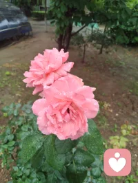 疲极归静，道境升维。
 昨日与正一道友论道，辩至极致，心神俱疲，却愈辩愈明、越挫越勇。
 虽论道辞理稍输，然我气度从容、诙谐自在，心态未输分毫。极致思辨过后，身乏至极，我敛锋静坐、入全真之定。
 一念归静，浑然忘时，一坐直至拂晓凌晨。
 睁眼之时，肉身疲惫犹在，灵台却前所未有的通透，脑后澄明，万虑皆空。窗含青微光，清风拂面，瞬间心旷神怡、超然物外。
 至此顿悟：阴阳共生，物极必反。
 疲惫到极致，即是心神扩容之时；低谷到尽头，便是升维新生之机。
 所谓好坏、得失、输赢，本是轮转相生。耗其身，澄其心，苦其神，明其道。
 万般历练，皆是道场。心有笃定，步步升维。