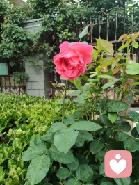 疲极归静，道境升维。
 昨日与正一道友论道，辩至极致，心神俱疲，却愈辩愈明、越挫越勇。
 虽论道辞理稍输，然我气度从容、诙谐自在，心态未输分毫。极致思辨过后，身乏至极，我敛锋静坐、入全真之定。
 一念归静，浑然忘时，一坐直至拂晓凌晨。
 睁眼之时，肉身疲惫犹在，灵台却前所未有的通透，脑后澄明，万虑皆空。窗含青微光，清风拂面，瞬间心旷神怡、超然物外。
 至此顿悟：阴阳共生，物极必反。
 疲惫到极致，即是心神扩容之时；低谷到尽头，便是升维新生之机。
 所谓好坏、得失、输赢，本是轮转相生。耗其身，澄其心，苦其神，明其道。
 万般历练，皆是道场。心有笃定，步步升维。