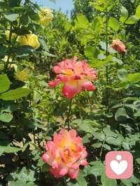 疲极归静，道境升维。
 昨日与正一道友论道，辩至极致，心神俱疲，却愈辩愈明、越挫越勇。
 虽论道辞理稍输，然我气度从容、诙谐自在，心态未输分毫。极致思辨过后，身乏至极，我敛锋静坐、入全真之定。
 一念归静，浑然忘时，一坐直至拂晓凌晨。
 睁眼之时，肉身疲惫犹在，灵台却前所未有的通透，脑后澄明，万虑皆空。窗含青微光，清风拂面，瞬间心旷神怡、超然物外。
 至此顿悟：阴阳共生，物极必反。
 疲惫到极致，即是心神扩容之时；低谷到尽头，便是升维新生之机。
 所谓好坏、得失、输赢，本是轮转相生。耗其身，澄其心，苦其神，明其道。
 万般历练，皆是道场。心有笃定，步步升维。