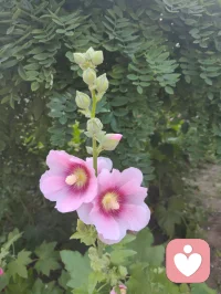 疲极入静 道境新升！
宇凡昨日同正一道友论道，往复诘辩，直探玄理本源。殚思竭虑之下，肉身渐生倦意，心神却昂扬不息，愈挫愈勇。
口舌辩难虽落下风，然始终谈笑从容，气度风骨未曾折损。论道既毕，周身倦乏达于极致，便依全真法门静坐收心。
 一念入定，浑忘时序，静坐直至黎明天晓。
 睁目刹那，躯体疲惫依旧，灵台却一片澄澈，脑后光明澄澈。窗外青光淡淡，清风穿窗而来，顿觉神舒意畅，超然物外。
方悟阴阳至理：物极必反，虚实相生。极致的疲累，反倒冲破了心神桎梏，令境界得以拓宽升维。世间得失、好坏本是一体两面，相互转化。
 凡经磨砺，皆是修行。心自笃定，道途行稳。配图