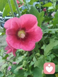 疲极入静 道境新升！
宇凡昨日同正一道友论道，往复诘辩，直探玄理本源。殚思竭虑之下，肉身渐生倦意，心神却昂扬不息，愈挫愈勇。
口舌辩难虽落下风，然始终谈笑从容，气度风骨未曾折损。论道既毕，周身倦乏达于极致，便依全真法门静坐收心。
 一念入定，浑忘时序，静坐直至黎明天晓。
 睁目刹那，躯体疲惫依旧，灵台却一片澄澈，脑后光明澄澈。窗外青光淡淡，清风穿窗而来，顿觉神舒意畅，超然物外。
方悟阴阳至理：物极必反，虚实相生。极致的疲累，反倒冲破了心神桎梏，令境界得以拓宽升维。世间得失、好坏本是一体两面，相互转化。
 凡经磨砺，皆是修行。心自笃定，道途行稳。配图