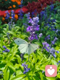 师兄，我来看您了。
昨夜打坐入定，耳畔皆是《送别》曲调，在故居里一遍遍吟唱，从入夜到天明。
虽未遁入空门，身在红尘俗世，却始终恪守律宗法度，追慕你的风骨。
心怀家国，入世修行。肩上有儿女要守护，心中有信仰不偏移。
即将启程返回内蒙，往后漫漫人生路，定会将这份精神坚守、传承下去。配图