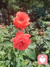 津门微恙记。
昨日准备辞别津门，去李叔同故居拜谒，原拟明日便归内蒙。出租车内冷气太盛，海河边漫步一身风尘热汗被骤然吹透，寒邪悄然而入。夜里便觉鼻塞头沉，喉间发紧，今晨去医院复查咳血症状，心肺毛细血管尚未完全修复，医生建议继续疗养，虽无咳血之症，却也知这身子，容不得半点硬撑。
宇凡日日在倾听里劝来访者，要先接住自己，此刻才知，这话最该说给我自己听。
想起家中幼子，父亲的牵挂，原想着赶回去护着他们，可转念一想：要做长久的守护，总得先把自己的身体养得扎实，哪能带着半残的状态上路？于是索性停了行程，不再急着赶路。
照着倪师顺时调气的法子，晨起借阳气升发，用荆防颗粒轻宣表寒；午时气机流转，冲了包小柴胡理顺半表半里的滞塞；等待今晚入夜再用银翘配荆防，清余热、散寒邪。没有猛药强攻，只是顺着身体的节奏，轻轻推一把，给它修复的时间。
窗外的津城依旧微凉，可我知道，草原的风晚几天吹到身上，也没什么。所谓守护，从来不是急着奔赴，而是先把自己的灯点亮，才能照亮归途，护着身后的人。
等这阵微恙退去，我再带着一身清爽，踏上去往草原的路。配图