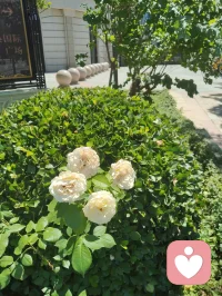 津门微恙记。
昨日准备辞别津门，去李叔同故居拜谒，原拟明日便归内蒙。出租车内冷气太盛，海河边漫步一身风尘热汗被骤然吹透，寒邪悄然而入。夜里便觉鼻塞头沉，喉间发紧，今晨去医院复查咳血症状，心肺毛细血管尚未完全修复，医生建议继续疗养，虽无咳血之症，却也知这身子，容不得半点硬撑。
宇凡日日在倾听里劝来访者，要先接住自己，此刻才知，这话最该说给我自己听。
想起家中幼子，父亲的牵挂，原想着赶回去护着他们，可转念一想：要做长久的守护，总得先把自己的身体养得扎实，哪能带着半残的状态上路？于是索性停了行程，不再急着赶路。
照着倪师顺时调气的法子，晨起借阳气升发，用荆防颗粒轻宣表寒；午时气机流转，冲了包小柴胡理顺半表半里的滞塞；等待今晚入夜再用银翘配荆防，清余热、散寒邪。没有猛药强攻，只是顺着身体的节奏，轻轻推一把，给它修复的时间。
窗外的津城依旧微凉，可我知道，草原的风晚几天吹到身上，也没什么。所谓守护，从来不是急着奔赴，而是先把自己的灯点亮，才能照亮归途，护着身后的人。
等这阵微恙退去，我再带着一身清爽，踏上去往草原的路。配图