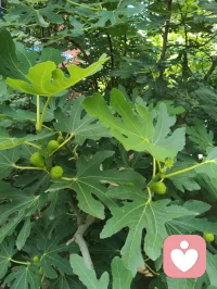 宇凡掌中旋日月，核里见山河。
宇凡守心为灯，如盘核桃一般，在日复一日的摩挲中，褪去浮躁，养出温润。
纹路的沟壑，是红尘炼心的痕迹；掌心的温度，是对抗风霜的暖意。
心不浮，路不躁，慢下来，方能养出这抹枣红般的通透。
心怀光明，何处不是彩云间？这掌中一对，便是宇凡修行的方寸道场。配图