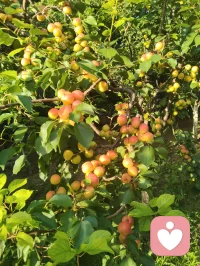 《先把自己活成一道光》
 先把自己活成一道光，因为这世上最好的给予不是物质的堆砌，而是一家人相处时心平气和，如沐春风。一个家庭最好的状态，是把亲人当外人。家中来客，我们懂得客气尊重、包容喜好，从不强迫、从不迁怒。可越是至亲骨肉，我们越容易失了分寸、丢了界限。
父母舍不得花钱，我们强行买东西，是强加；一边为家人付出，一边满心怨气，是控制；强求普通孩子大富大贵、成龙成凤，是妄念。任何带着怨气的付出，皆是消耗，亦是恶业，当及时止损。最高级的爱是如如不动，只管修己、只管向善，不必强求结果。心不妄动，运势自转；人不执念，福气自来。若身处困顿，便静心告诉自己：阖家安康，便是人间至福。
今日我在楼下花园摘食鲜果，偶然偶遇前两天雨天我出手救助的老人。老人亲切打招呼，缘分殊胜，老人的儿子盛情邀我登门。我再次为老人把脉诊治，察觉老人心律不齐，当即以顺气、安心、定神三法为其调理。细看家中格局，窗台有遮阴挡煞之象，我耐心提点调整。片刻过后，老人气息渐顺、心率平稳，我亦叮嘱老人平日少饮碳酸饮料，养护身心。
闲谈之际，老人与其儿子发生争执。老人儿子平日忙于生活，疏于陪伴，此刻却苛责老人不听劝导、雨天执意外出。我与老人儿子早已相识，日常小区偶遇，他常遛大狗，初次路过狗吠相向时被我一声狼啸吓趴下过，几番交集后惺惺相惜。我们皆有从军经历，一见如故，结为好友。
目睹此番父子争执，心中颇有感悟。天下为人子女，皆自诩孝顺，却常以爱之名束缚亲人。老人一生依习惯安稳度日，强行改变，便是伤其根本。
 人这一生，最高级的修行便是：允许自己做自己，允许别人做别人，允许一切发生，接受一切的馈赠。
守住边界，不控不绑，不强求、不执念。先修己心，再暖家人。把自己活成一束温柔通透的光，自带祥和，自带福运，阖家安宁，岁岁安然。配图