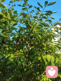 《先把自己活成一道光》
 先把自己活成一道光，因为这世上最好的给予不是物质的堆砌，而是一家人相处时心平气和，如沐春风。一个家庭最好的状态，是把亲人当外人。家中来客，我们懂得客气尊重、包容喜好，从不强迫、从不迁怒。可越是至亲骨肉，我们越容易失了分寸、丢了界限。
父母舍不得花钱，我们强行买东西，是强加；一边为家人付出，一边满心怨气，是控制；强求普通孩子大富大贵、成龙成凤，是妄念。任何带着怨气的付出，皆是消耗，亦是恶业，当及时止损。最高级的爱是如如不动，只管修己、只管向善，不必强求结果。心不妄动，运势自转；人不执念，福气自来。若身处困顿，便静心告诉自己：阖家安康，便是人间至福。
今日我在楼下花园摘食鲜果，偶然偶遇前两天雨天我出手救助的老人。老人亲切打招呼，缘分殊胜，老人的儿子盛情邀我登门。我再次为老人把脉诊治，察觉老人心律不齐，当即以顺气、安心、定神三法为其调理。细看家中格局，窗台有遮阴挡煞之象，我耐心提点调整。片刻过后，老人气息渐顺、心率平稳，我亦叮嘱老人平日少饮碳酸饮料，养护身心。
闲谈之际，老人与其儿子发生争执。老人儿子平日忙于生活，疏于陪伴，此刻却苛责老人不听劝导、雨天执意外出。我与老人儿子早已相识，日常小区偶遇，他常遛大狗，初次路过狗吠相向时被我一声狼啸吓趴下过，几番交集后惺惺相惜。我们皆有从军经历，一见如故，结为好友。
目睹此番父子争执，心中颇有感悟。天下为人子女，皆自诩孝顺，却常以爱之名束缚亲人。老人一生依习惯安稳度日，强行改变，便是伤其根本。
 人这一生，最高级的修行便是：允许自己做自己，允许别人做别人，允许一切发生，接受一切的馈赠。
守住边界，不控不绑，不强求、不执念。先修己心，再暖家人。把自己活成一束温柔通透的光，自带祥和，自带福运，阖家安宁，岁岁安然。配图