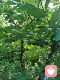 《先把自己活成一道光》
 先把自己活成一道光，因为这世上最好的给予不是物质的堆砌，而是一家人相处时心平气和，如沐春风。一个家庭最好的状态，是把亲人当外人。家中来客，我们懂得客气尊重、包容喜好，从不强迫、从不迁怒。可越是至亲骨肉，我们越容易失了分寸、丢了界限。
父母舍不得花钱，我们强行买东西，是强加；一边为家人付出，一边满心怨气，是控制；强求普通孩子大富大贵、成龙成凤，是妄念。任何带着怨气的付出，皆是消耗，亦是恶业，当及时止损。最高级的爱是如如不动，只管修己、只管向善，不必强求结果。心不妄动，运势自转；人不执念，福气自来。若身处困顿，便静心告诉自己：阖家安康，便是人间至福。
今日我在楼下花园摘食鲜果，偶然偶遇前两天雨天我出手救助的老人。老人亲切打招呼，缘分殊胜，老人的儿子盛情邀我登门。我再次为老人把脉诊治，察觉老人心律不齐，当即以顺气、安心、定神三法为其调理。细看家中格局，窗台有遮阴挡煞之象，我耐心提点调整。片刻过后，老人气息渐顺、心率平稳，我亦叮嘱老人平日少饮碳酸饮料，养护身心。
闲谈之际，老人与其儿子发生争执。老人儿子平日忙于生活，疏于陪伴，此刻却苛责老人不听劝导、雨天执意外出。我与老人儿子早已相识，日常小区偶遇，他常遛大狗，初次路过狗吠相向时被我一声狼啸吓趴下过，几番交集后惺惺相惜。我们皆有从军经历，一见如故，结为好友。
目睹此番父子争执，心中颇有感悟。天下为人子女，皆自诩孝顺，却常以爱之名束缚亲人。老人一生依习惯安稳度日，强行改变，便是伤其根本。
 人这一生，最高级的修行便是：允许自己做自己，允许别人做别人，允许一切发生，接受一切的馈赠。
守住边界，不控不绑，不强求、不执念。先修己心，再暖家人。把自己活成一束温柔通透的光，自带祥和，自带福运，阖家安宁，岁岁安然。配图