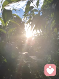 《先把自己活成一道光》
 先把自己活成一道光，因为这世上最好的给予不是物质的堆砌，而是一家人相处时心平气和，如沐春风。一个家庭最好的状态，是把亲人当外人。家中来客，我们懂得客气尊重、包容喜好，从不强迫、从不迁怒。可越是至亲骨肉，我们越容易失了分寸、丢了界限。
父母舍不得花钱，我们强行买东西，是强加；一边为家人付出，一边满心怨气，是控制；强求普通孩子大富大贵、成龙成凤，是妄念。任何带着怨气的付出，皆是消耗，亦是恶业，当及时止损。最高级的爱是如如不动，只管修己、只管向善，不必强求结果。心不妄动，运势自转；人不执念，福气自来。若身处困顿，便静心告诉自己：阖家安康，便是人间至福。
今日我在楼下花园摘食鲜果，偶然偶遇前两天雨天我出手救助的老人。老人亲切打招呼，缘分殊胜，老人的儿子盛情邀我登门。我再次为老人把脉诊治，察觉老人心律不齐，当即以顺气、安心、定神三法为其调理。细看家中格局，窗台有遮阴挡煞之象，我耐心提点调整。片刻过后，老人气息渐顺、心率平稳，我亦叮嘱老人平日少饮碳酸饮料，养护身心。
闲谈之际，老人与其儿子发生争执。老人儿子平日忙于生活，疏于陪伴，此刻却苛责老人不听劝导、雨天执意外出。我与老人儿子早已相识，日常小区偶遇，他常遛大狗，初次路过狗吠相向时被我一声狼啸吓趴下过，几番交集后惺惺相惜。我们皆有从军经历，一见如故，结为好友。
目睹此番父子争执，心中颇有感悟。天下为人子女，皆自诩孝顺，却常以爱之名束缚亲人。老人一生依习惯安稳度日，强行改变，便是伤其根本。
 人这一生，最高级的修行便是：允许自己做自己，允许别人做别人，允许一切发生，接受一切的馈赠。
守住边界，不控不绑，不强求、不执念。先修己心，再暖家人。把自己活成一束温柔通透的光，自带祥和，自带福运，阖家安宁，岁岁安然。配图