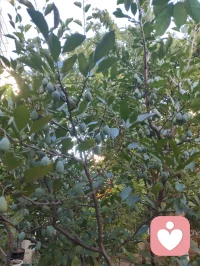 《先把自己活成一道光》
 先把自己活成一道光，因为这世上最好的给予不是物质的堆砌，而是一家人相处时心平气和，如沐春风。一个家庭最好的状态，是把亲人当外人。家中来客，我们懂得客气尊重、包容喜好，从不强迫、从不迁怒。可越是至亲骨肉，我们越容易失了分寸、丢了界限。
父母舍不得花钱，我们强行买东西，是强加；一边为家人付出，一边满心怨气，是控制；强求普通孩子大富大贵、成龙成凤，是妄念。任何带着怨气的付出，皆是消耗，亦是恶业，当及时止损。最高级的爱是如如不动，只管修己、只管向善，不必强求结果。心不妄动，运势自转；人不执念，福气自来。若身处困顿，便静心告诉自己：阖家安康，便是人间至福。
今日我在楼下花园摘食鲜果，偶然偶遇前两天雨天我出手救助的老人。老人亲切打招呼，缘分殊胜，老人的儿子盛情邀我登门。我再次为老人把脉诊治，察觉老人心律不齐，当即以顺气、安心、定神三法为其调理。细看家中格局，窗台有遮阴挡煞之象，我耐心提点调整。片刻过后，老人气息渐顺、心率平稳，我亦叮嘱老人平日少饮碳酸饮料，养护身心。
闲谈之际，老人与其儿子发生争执。老人儿子平日忙于生活，疏于陪伴，此刻却苛责老人不听劝导、雨天执意外出。我与老人儿子早已相识，日常小区偶遇，他常遛大狗，初次路过狗吠相向时被我一声狼啸吓趴下过，几番交集后惺惺相惜。我们皆有从军经历，一见如故，结为好友。
目睹此番父子争执，心中颇有感悟。天下为人子女，皆自诩孝顺，却常以爱之名束缚亲人。老人一生依习惯安稳度日，强行改变，便是伤其根本。
 人这一生，最高级的修行便是：允许自己做自己，允许别人做别人，允许一切发生，接受一切的馈赠。
守住边界，不控不绑，不强求、不执念。先修己心，再暖家人。把自己活成一束温柔通透的光，自带祥和，自带福运，阖家安宁，岁岁安然。配图
