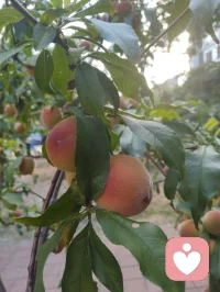 《先把自己活成一道光》
 先把自己活成一道光，因为这世上最好的给予不是物质的堆砌，而是一家人相处时心平气和，如沐春风。一个家庭最好的状态，是把亲人当外人。家中来客，我们懂得客气尊重、包容喜好，从不强迫、从不迁怒。可越是至亲骨肉，我们越容易失了分寸、丢了界限。
父母舍不得花钱，我们强行买东西，是强加；一边为家人付出，一边满心怨气，是控制；强求普通孩子大富大贵、成龙成凤，是妄念。任何带着怨气的付出，皆是消耗，亦是恶业，当及时止损。最高级的爱是如如不动，只管修己、只管向善，不必强求结果。心不妄动，运势自转；人不执念，福气自来。若身处困顿，便静心告诉自己：阖家安康，便是人间至福。
今日我在楼下花园摘食鲜果，偶然偶遇前两天雨天我出手救助的老人。老人亲切打招呼，缘分殊胜，老人的儿子盛情邀我登门。我再次为老人把脉诊治，察觉老人心律不齐，当即以顺气、安心、定神三法为其调理。细看家中格局，窗台有遮阴挡煞之象，我耐心提点调整。片刻过后，老人气息渐顺、心率平稳，我亦叮嘱老人平日少饮碳酸饮料，养护身心。
闲谈之际，老人与其儿子发生争执。老人儿子平日忙于生活，疏于陪伴，此刻却苛责老人不听劝导、雨天执意外出。我与老人儿子早已相识，日常小区偶遇，他常遛大狗，初次路过狗吠相向时被我一声狼啸吓趴下过，几番交集后惺惺相惜。我们皆有从军经历，一见如故，结为好友。
目睹此番父子争执，心中颇有感悟。天下为人子女，皆自诩孝顺，却常以爱之名束缚亲人。老人一生依习惯安稳度日，强行改变，便是伤其根本。
 人这一生，最高级的修行便是：允许自己做自己，允许别人做别人，允许一切发生，接受一切的馈赠。
守住边界，不控不绑，不强求、不执念。先修己心，再暖家人。把自己活成一束温柔通透的光，自带祥和，自带福运，阖家安宁，岁岁安然。配图