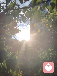《先把自己活成一道光》
 先把自己活成一道光，因为这世上最好的给予不是物质的堆砌，而是一家人相处时心平气和，如沐春风。一个家庭最好的状态，是把亲人当外人。家中来客，我们懂得客气尊重、包容喜好，从不强迫、从不迁怒。可越是至亲骨肉，我们越容易失了分寸、丢了界限。
父母舍不得花钱，我们强行买东西，是强加；一边为家人付出，一边满心怨气，是控制；强求普通孩子大富大贵、成龙成凤，是妄念。任何带着怨气的付出，皆是消耗，亦是恶业，当及时止损。最高级的爱是如如不动，只管修己、只管向善，不必强求结果。心不妄动，运势自转；人不执念，福气自来。若身处困顿，便静心告诉自己：阖家安康，便是人间至福。
今日我在楼下花园摘食鲜果，偶然偶遇前两天雨天我出手救助的老人。老人亲切打招呼，缘分殊胜，老人的儿子盛情邀我登门。我再次为老人把脉诊治，察觉老人心律不齐，当即以顺气、安心、定神三法为其调理。细看家中格局，窗台有遮阴挡煞之象，我耐心提点调整。片刻过后，老人气息渐顺、心率平稳，我亦叮嘱老人平日少饮碳酸饮料，养护身心。
闲谈之际，老人与其儿子发生争执。老人儿子平日忙于生活，疏于陪伴，此刻却苛责老人不听劝导、雨天执意外出。我与老人儿子早已相识，日常小区偶遇，他常遛大狗，初次路过狗吠相向时被我一声狼啸吓趴下过，几番交集后惺惺相惜。我们皆有从军经历，一见如故，结为好友。
目睹此番父子争执，心中颇有感悟。天下为人子女，皆自诩孝顺，却常以爱之名束缚亲人。老人一生依习惯安稳度日，强行改变，便是伤其根本。
 人这一生，最高级的修行便是：允许自己做自己，允许别人做别人，允许一切发生，接受一切的馈赠。
守住边界，不控不绑，不强求、不执念。先修己心，再暖家人。把自己活成一束温柔通透的光，自带祥和，自带福运，阖家安宁，岁岁安然。配图