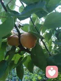 《先把自己活成一道光》
 先把自己活成一道光，因为这世上最好的给予不是物质的堆砌，而是一家人相处时心平气和，如沐春风。一个家庭最好的状态，是把亲人当外人。家中来客，我们懂得客气尊重、包容喜好，从不强迫、从不迁怒。可越是至亲骨肉，我们越容易失了分寸、丢了界限。
父母舍不得花钱，我们强行买东西，是强加；一边为家人付出，一边满心怨气，是控制；强求普通孩子大富大贵、成龙成凤，是妄念。任何带着怨气的付出，皆是消耗，亦是恶业，当及时止损。最高级的爱是如如不动，只管修己、只管向善，不必强求结果。心不妄动，运势自转；人不执念，福气自来。若身处困顿，便静心告诉自己：阖家安康，便是人间至福。
今日我在楼下花园摘食鲜果，偶然偶遇前两天雨天我出手救助的老人。老人亲切打招呼，缘分殊胜，老人的儿子盛情邀我登门。我再次为老人把脉诊治，察觉老人心律不齐，当即以顺气、安心、定神三法为其调理。细看家中格局，窗台有遮阴挡煞之象，我耐心提点调整。片刻过后，老人气息渐顺、心率平稳，我亦叮嘱老人平日少饮碳酸饮料，养护身心。
闲谈之际，老人与其儿子发生争执。老人儿子平日忙于生活，疏于陪伴，此刻却苛责老人不听劝导、雨天执意外出。我与老人儿子早已相识，日常小区偶遇，他常遛大狗，初次路过狗吠相向时被我一声狼啸吓趴下过，几番交集后惺惺相惜。我们皆有从军经历，一见如故，结为好友。
目睹此番父子争执，心中颇有感悟。天下为人子女，皆自诩孝顺，却常以爱之名束缚亲人。老人一生依习惯安稳度日，强行改变，便是伤其根本。
 人这一生，最高级的修行便是：允许自己做自己，允许别人做别人，允许一切发生，接受一切的馈赠。
守住边界，不控不绑，不强求、不执念。先修己心，再暖家人。把自己活成一束温柔通透的光，自带祥和，自带福运，阖家安宁，岁岁安然。配图