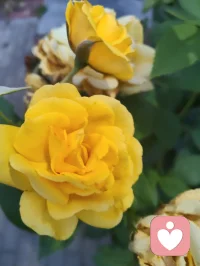 菩萨保佑您，你在心上称为您！
视君为心上之人，故称您。祈菩萨庇佑，愿每一位刷到的朋友身康体健、诸事顺遂。感念一路相伴，福运常随，您吉祥🙏配图