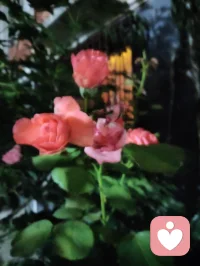 夜色的温柔，总有一盏心灯为你照亮回家的路，总有一扇窗为你留灯！配图