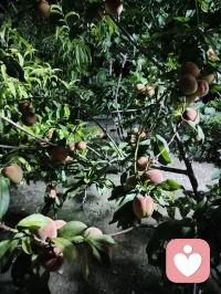 夜色的温柔，总有一盏心灯为你照亮回家的路，总有一扇窗为你留灯！配图