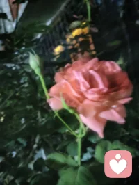 夜色的温柔，总有一盏心灯为你照亮回家的路，总有一扇窗为你留灯！配图