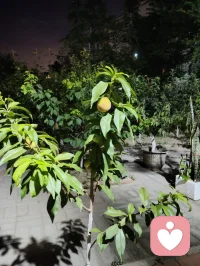 夜色的温柔，总有一盏心灯为你照亮回家的路，总有一扇窗为你留灯！配图