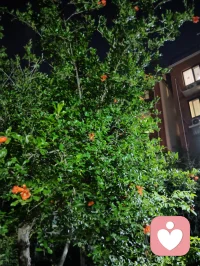 夜色的温柔，总有一盏心灯为你照亮回家的路，总有一扇窗为你留灯！配图