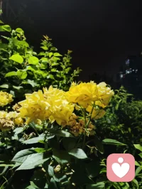 夜色的温柔，总有一盏心灯为你照亮回家的路，总有一扇窗为你留灯！配图