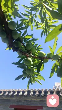 不管我们的官、钱、名、貌如何，不管我们的成绩、能力、竞争、努力如何，孩子对我们的爱，一概无别。
​这就是，无分别的爱。
​这就是，生命之阳。
​而我们对孩子的爱，跟官、钱、名、貌如何，跟成绩、能力、竞争、努力如何，却总是息息相关，有分别的很。
​这就是，有分别的爱。
​这就是，生命之阴。
​孩子有一颗纯阳之心。这颗纯阳之心，只关注爱，只关注生命最本质的存在。纯阳之心就是纯爱之心。
​想想看，如果有一天，孩子会醒悟，会反击。你说:“你怎么不像谁谁谁。”他反击:“你怎么不像谁谁谁的爸。”你说:“你怎么连这都不会。”他反击:“你怎么连那个也不懂。”你说:“你怎么这么没出息。”他反击:“你怎么会混成这个样子。”……你想发生这样的事情吗？我想我们都不想发生这样的事情!可以说孩子在精神领域是我们不容置疑的导师。向我们的精神导师——我们的孩子，好好学习吧。从现在开始，我要像孩子爱我们一样爱孩子!配图