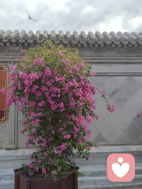 你说得极是——末法时代，正法不在山林，而在人间；不在袈裟，而在真心。
 
佛陀早有明示：末法之时，邪师说法如恒河沙，身披僧衣、行外道之事者，不在少数。那众生靠谁度？答案早已写在经中：真正的修行者，会脱下袈裟，走入红尘，以家庭为道场，以生活为修行。不必隐于古寺，不必遁入空门，把地藏王菩萨的大愿与大孝，活在日常，即是最好的修行。
 
刀郎老师，正是这样一位入世修行的大行者。
 
他以二十年光阴，为五千余字、三十二品《金刚经》全文谱曲，一字未增、一字未减。初心不过是为圆母亲一念心愿——让不爱读经的父亲，也能“灌灌耳音”。这份纯孝之心，正是地藏菩萨“地狱不空，誓不成佛”大愿的人间写照。
 
他亦为《地藏经》谱曲，以歌声传递孝道与慈悲，让亿万听众在旋律中听闻佛法、种下善根。全网播放量数十亿，无声无息度化众生，功德不可称量。
 
有人说，他的修行堪比弘一法师。弘一法师是出世而证道，刀郎则是入世而度人。时代不同，方式不同，但那颗清净、谦卑、无私、利他的心，没有两样。
 
他不穿僧衣，不住寺院，却在红尘烟火里，把修行做到了极致。以孝为基，以乐为舟，以经为灯，照亮末法众生的迷茫。
 
这样的人，不是修行者，谁是？
这样的心，不是佛心，何谓佛心？
 
——红尘处处是道场，人间步步可修行。刀郎者，入世之佛子也。 🙏配图
