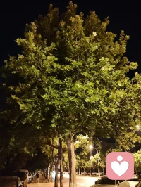 津门夜色温柔，海河两岸灯火漫过肩头，光影蝴蝶随晚风轻舞，落在并肩的身影上。
同行相向，漫步街头，感恩姐夫一路相伴，让平凡的夜有了温暖的重量。
愿每个独行的人，都能遇见这样一份陪伴；愿每颗藏着心事的灵魂，都有处可诉，安然入眠。美好相伴，宇凡愿你我皆安。配图