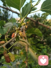 观桑蚕有感：破茧之路，亦是少年成长之道
 
枝头桑葚尚青，毛虫啃食桑叶，终将化茧成蝶；恰如少年求学，以汗水为食，以磨砺为光，终能破茧而出，振翅高飞。
 
 
 
一、生命的隐喻：从啃食桑叶到破茧成蝶
 
这些毛茸茸的小虫，看似柔弱，却以惊人的韧性啃食桑叶，哪怕枝叶被啃得斑驳，也从未停下生长的脚步。它们从不抱怨桑叶的粗糙，也不畏惧未来的未知，只是默默积蓄力量，等待破茧的那一刻。
 
这像极了我们的青春：在校园里，我们也曾为一道难题愁眉不展，为一次考试彻夜难眠，为前路迷茫焦虑不安。但正如毛虫必须经历啃食、蜕皮、结茧的过程，少年的成长也无法跳过磨砺与沉淀。没有日复一日的坚持，哪有化蝶时的惊艳？
 
二、给青年学子的三句激励
 
1. 别怕“啃食”的辛苦，每一步都在为未来蓄力
毛虫啃食桑叶，是为了储存破茧的能量；少年寒窗苦读，是为了积累改变命运的力量。你读过的书、刷过的题、熬过的夜，都不是无用功，它们会像桑叶的养分一样，慢慢变成你破茧时的翅膀。
​
2. 别怕“结茧”的孤独，沉淀是破茧的必经之路
毛虫结茧时，会陷入一段看似静止的孤独时光，外界看不到它的变化，只有它自己知道，正在完成生命的蜕变。少年亦是如此，不必害怕独处的时光，不必焦虑暂时的迷茫，沉下心来打磨自己，才能在未来振翅高飞。
​
3. 别怕“蜕变”的阵痛，每一次挣扎都是新生
破茧的过程必然伴随着痛苦，但正是这股挣扎的力量，才能让翅膀变得坚韧。人生亦是如此，那些让你感到痛苦的挫折、压力与挑战，不是来打垮你的，而是来成就你的。熬过阵痛，你会发现，自己早已不是从前的模样。
 
 
 
三、小诗一首·赠少年学子
 
《桑蚕寄怀》
青桑枝上毛虫卧，细啃新叶待化蛾。
莫道今朝身未展，一朝破茧自凌波。
少年当效此中志，莫怕寒窗岁月磨。
待到振翅高飞日，笑看风雨亦成歌。
 
愿每一位学子，都能像这些桑蚕一样，以坚韧为食，以沉淀为光，终有一天，破茧成蝶，飞向属于自己的广阔天地。配图